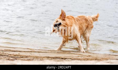 Süßer Golden Retriever-Hund schüttelt nach dem Schwimmen am Strand aus Stockfoto