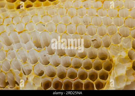 Wabenbienen Nahaufnahme in einem Holzrahmen ein arbeitender buckfast Bienenstock. Der Begriff der Bienenzucht. Stockfoto