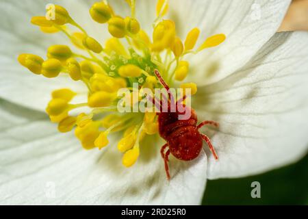Nahaufnahme von Makro-Rotsamtmilbe oder Trombidiidae in natürlicher Umgebung auf einer weißen Anemonblume. Stockfoto