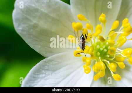 Nahaufnahme von Hylaeus oder Biene auf der Weißen Blume mit grünen Blättern im Garten. Stockfoto