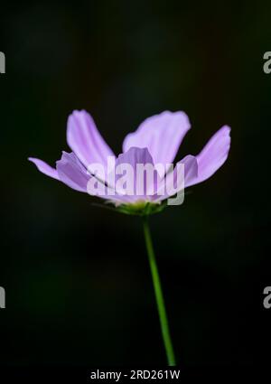 Eine wunderschöne, pinkfarbene Cosmos-Blume (Cosmos bipinnatus), fotografiert vor einem dunkelgrünen Hintergrund. Cosmos-Blumen gehören zur Familie der Sonnenblumen Stockfoto