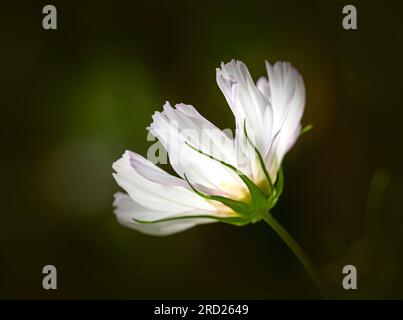 Eine wunderschöne, weiße Cosmos-Blume (Cosmos bipinnatus), fotografiert vor einem dunkelgrünen Hintergrund. Cosmos-Blumen gehören zur Familie der Sonnenblumen Stockfoto