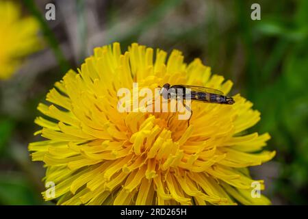 Die weibliche Langfliege Sphaerophoria scripta sitzt auf einem Löwenzahn. Stockfoto