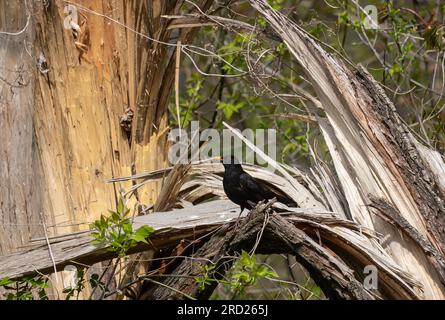 Der Rotbarsch Turdus merula ist ein relativ großer Langschwanzvogel, weit verbreitet und häufig und daher einer der beliebtesten und am besten lebenden Seekühe Stockfoto