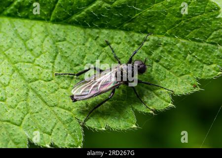 Bibio marci ist eine Fliege aus der Familie Bibionidae, genannt Märzfliegen und Wanzen. Larven dieser Insekten leben im Boden und beschädigten Pflanzenwurzeln. Stockfoto