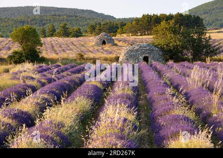Lavendelfeld der Provence mit trockener Steinhütte (borie) in der Nähe von Ferrassieres im Baronnies Provencales Regional Nature Park. Drome, Frankreich Stockfoto