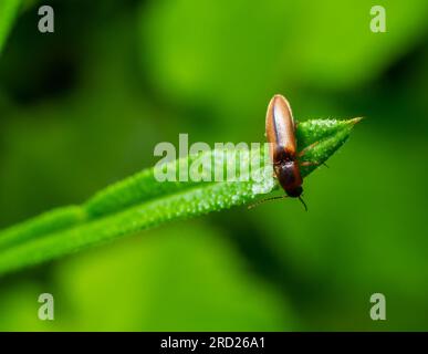 Nahaufnahme eines braunen, haarigen, klickenden Käfers, Athous haemorrhoidalis, der auf einem grünen Blatt im Wald sitzt. Stockfoto