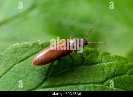 Nahaufnahme eines braunen, haarigen, klickenden Käfers, Athous haemorrhoidalis, der auf einem grünen Blatt im Wald sitzt. Stockfoto