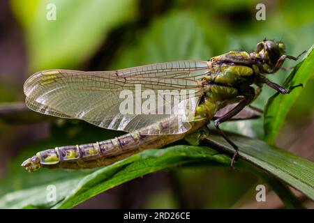 Die Libelle, Gompha vulgaris Gomphus vulgatissimus auf der Pflanze durch das Morgensonnenlicht des Sees im Sommer. Stockfoto