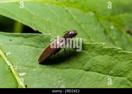 Nahaufnahme eines braunen, haarigen, klickenden Käfers, Athous haemorrhoidalis, der auf einem grünen Blatt im Wald sitzt. Stockfoto