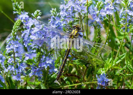 Die Libelle, Gompha vulgaris Gomphus vulgatissimus auf der Pflanze durch das Morgensonnenlicht des Sees im Sommer. Stockfoto