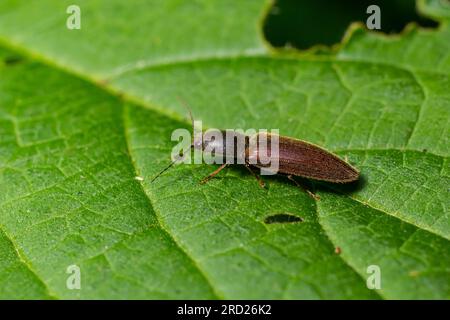 Nahaufnahme eines braunen, haarigen, klickenden Käfers, Athous haemorrhoidalis, der auf einem grünen Blatt im Wald sitzt. Stockfoto