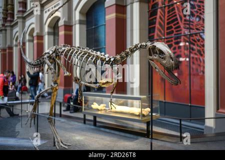 Belin, Deutschland - 20. Dezember 2022: Haupthalle des Berliner Naturmuseums mit Skeletten von Dinosauriern. Ausstellung über prähistorische Knochen an Dinosauriern. Stockfoto