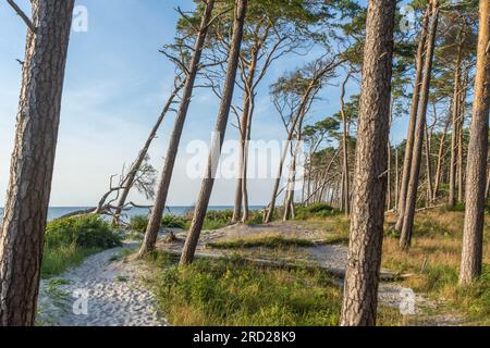 Die natürliche Schönheit Weststrands an der Westküste der Halbinsel Fischland-Darß-Zingst in Deutschland Stockfoto
