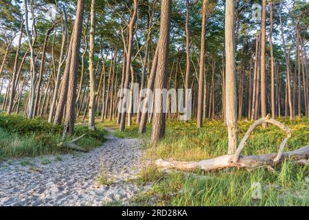 Die natürliche Schönheit Weststrands an der Westküste der Halbinsel Fischland-Darß-Zingst in Deutschland Stockfoto