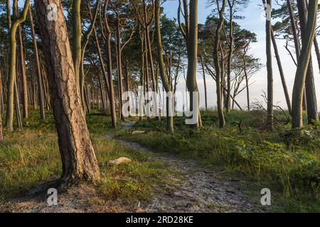 Die natürliche Schönheit Weststrands an der Westküste der Halbinsel Fischland-Darß-Zingst in Deutschland Stockfoto