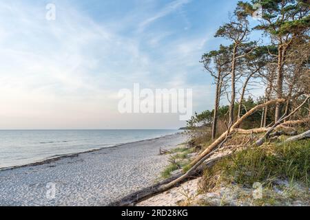 Die natürliche Schönheit Weststrands an der Westküste der Halbinsel Fischland-Darß-Zingst in Deutschland Stockfoto