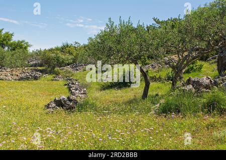 Ein Olivenhain in der Nähe von Nerezisca auf Brac Island in Kroatien im Mai, der die charakteristischen Steinhügel und Mauern der Insel zeigt Stockfoto