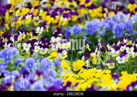 Viola dreifarbige, farbenfrohe dekorative Blumen wachsen an einem Sommertag in einem Garten. Nahaufnahme mit selektivem Weichzeichner Stockfoto