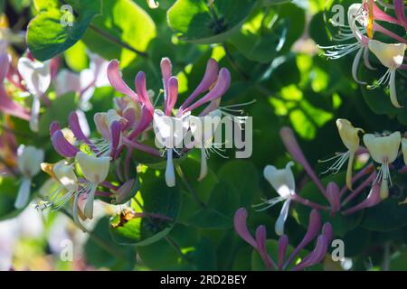 Blumen von Lonicera caprifolium an einem sonnigen Tag, Nahaufnahme Stockfoto