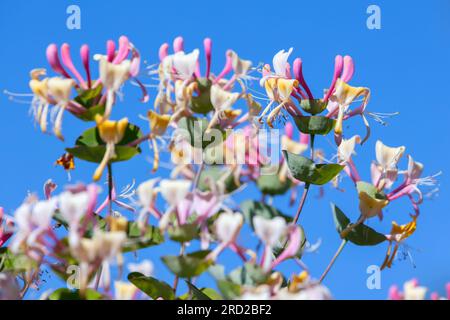 Lonicera caprifolium in Blüte. An einem sonnigen Tag stehen farbenfrohe Blumen unter blauem Himmel Stockfoto