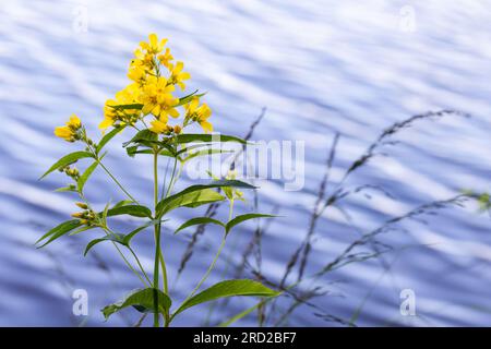 Blüten von Lysimachia vulgaris, der gelben Lockenstrife oder Gartenlockestrife. Es handelt sich um eine Art von Staublütenpflanze der Familie PR Stockfoto
