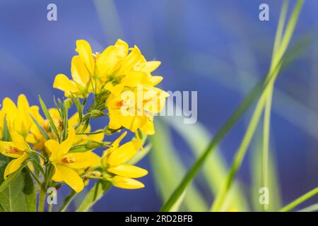 Makrofoto gelber Blumen. Lysimachia vulgaris, das gelbe Lockestrife oder Gartenlockere. Es handelt sich um eine Art von Staublüten Stockfoto