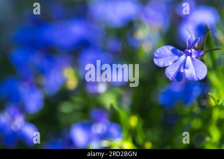 Blüten von Lobelia erinus, es ist eine Art Blütenpflanze in der Bellblumenfamilie Campanulaceae. Makrofoto mit selektivem Fokus Stockfoto