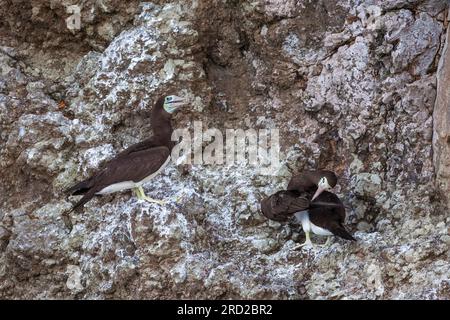 Brauner Booby, Sula leucogaster, auf einer Klippe am Meer im Coiba Island National Park, Pazifikküste, Provinz Veraguas, Republik Panama. Stockfoto