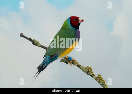 Gouldianfink (Chloebia gouldiae), roter Kopf und lila Brust Stockfoto