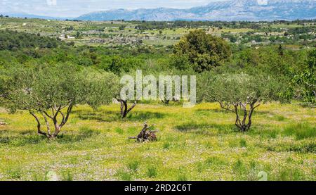 Die Frühlingslandschaft nahe Nerezisca auf Brac Island in Kroatien im Mai - ein Olivenhain mit einem Teppich aus Wildblumen Stockfoto