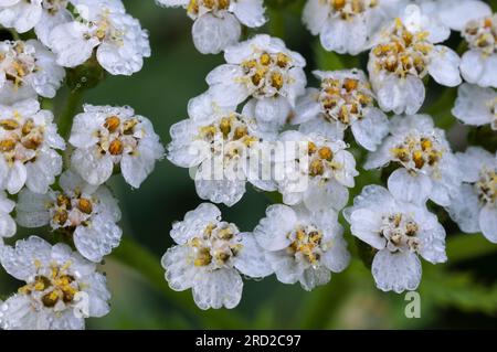 Gemeinsamen Schafgarbe Stockfoto