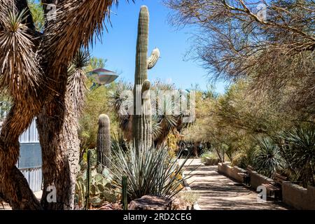 Botanische Gärten im Springs Preserve Las Vegas Nevada USA Stockfoto