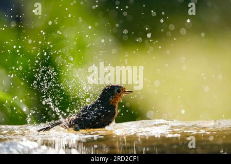 Europäisches Rotkehlchen (Erithacus rubecula) im Bad Stockfoto