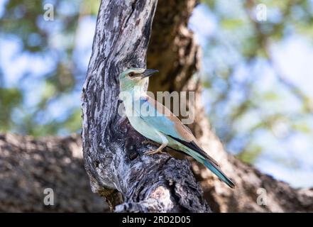 Als Migrant aus dem Norden folgt ein europäischer Roller dem Regen und der Flut von Insektenleben, die er erzeugt. Das sind sally-Jäger. Stockfoto