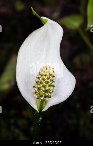 Marsh Calla Stockfoto