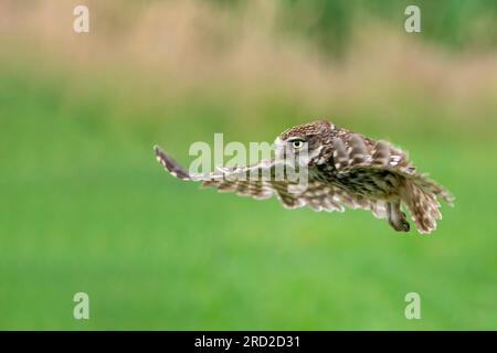 Little Eulen (Athene noctua) fliegen Stockfoto