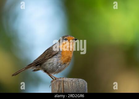Europäisches Rotkehlchen (Erithacus rubecula) auf einer Stange Stockfoto