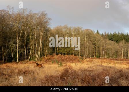 Eine breite Herbstszene mit Grasland und Bäumen im Hintergrund, mit einem einsamen Pferd auf der linken Seite. Stockfoto