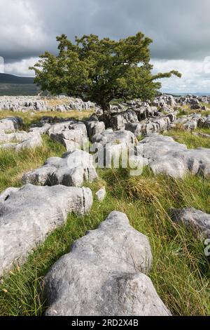 Kalksteinpflaster auf Twisleton Scar, Scales Moor, in der Nähe von Ingleton, Yorkshire Dales National Park, England Stockfoto