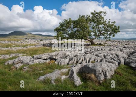 Kalksteinpflaster auf Twisleton Scar, Scales Moor, mit Blick auf Ingleborough, nahe Ingleton, Yorkshire Dales National Park, England Stockfoto