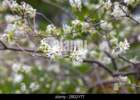 Nahaufnahme der Blüten eines Amelanchier Ovalis, gemeinhin bekannt als verschneiter mespilus, ein Bärenstaub. Stockfoto