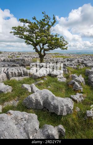 Kalksteinpflaster auf Twisleton Scar, Scales Moor, in der Nähe von Ingleton, Yorkshire Dales National Park, England Stockfoto