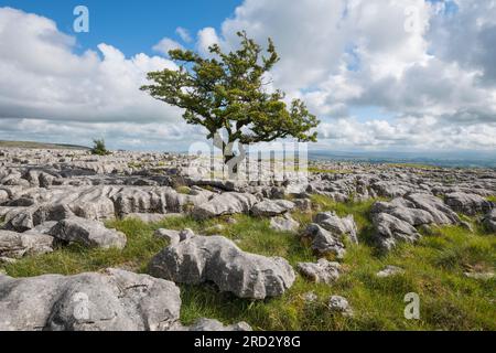 Kalksteinpflaster auf Twisleton Scar, Scales Moor, in der Nähe von Ingleton, Yorkshire Dales National Park, England Stockfoto