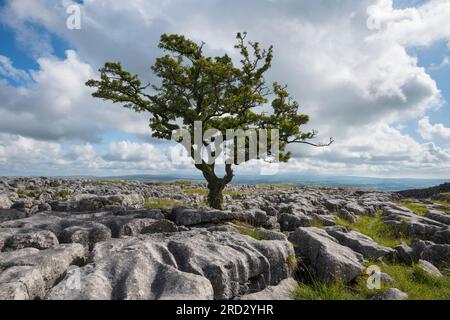 Kalksteinpflaster auf Twisleton Scar, Scales Moor, in der Nähe von Ingleton, Yorkshire Dales National Park, England Stockfoto