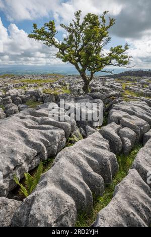 Kalksteinpflaster auf Twisleton Scar, Scales Moor, in der Nähe von Ingleton, Yorkshire Dales National Park, England Stockfoto