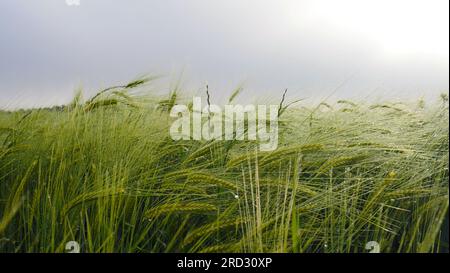 Landschaft eines Feldes mit nassen grünen Weizenohren nach Regen. Wolkiger Himmel. Das Land ist der Frühling in Frankreich. Stockfoto