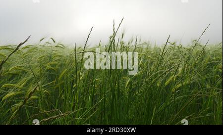 Französische Landschaft eines Haselnusswaldes im Dorf Monflanquin. Regnerischer Tag mit Nebel und sonnigen Lichtern. Stockfoto