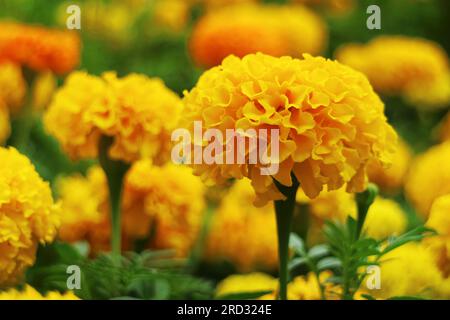 Nahaufnahme der lebendigen gelben Marigold Flowers, die auf dem Feld blühen Stockfoto