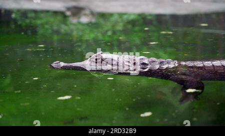 Kaimankrokodil (Brillenkaiman) im Teich. Der Körper des Kaimans ist teilweise im Wasser, mit seinen Augen und Schnauze über der Oberfläche sichtbar Stockfoto